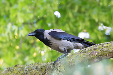 Image showing hooded crow on a pine branch
