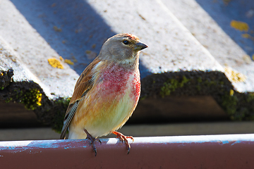 Image showing male common linnet close up