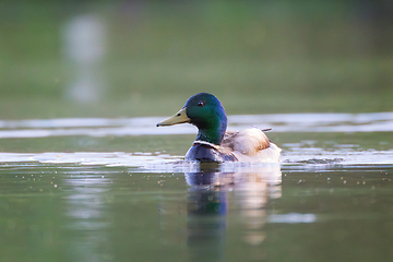 Image showing male mallard on pond