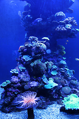 Image showing Beautiful colorful marine animals