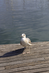 Image showing Seagull standing on the pier against the sea