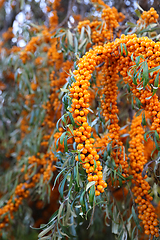 Image showing Branch of sea buckthorn with bright ripe berries