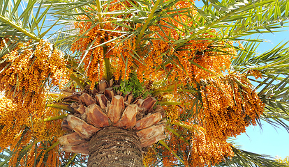 Image showing Branches of palm with bright orange fruits