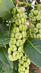 Image showing Branches with fruits of Phytolacca dioica 