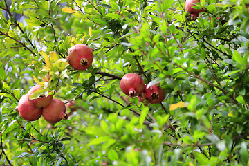Image showing Ripe pomegranate fruits hanging on a tree branches