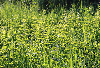 Image showing Wild bright green plants on a sunny day