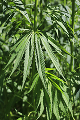 Image showing Green fresh foliage of cannabis plant, hemp, marijuana