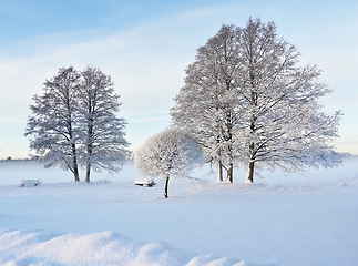 Image showing beautiful winter landscape in the park on a sunny day
