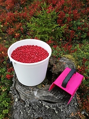 Image showing a bucket of lingonberries and a berry picker in the autumn fores
