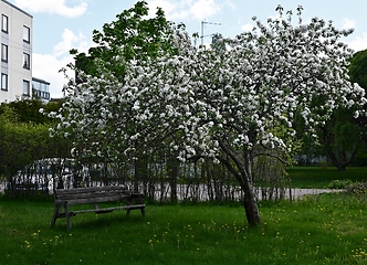 Image showing blooming apple tree and a wooden bench in the courtyard 
