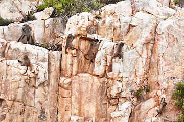 Image showing Baboon, adventure on mountain and environment in nature with playing, climbing on rock and landscape in Africa. Monkey, group and animal in natural habitat on cliff outdoor for wildlife and travel