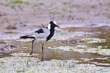 Image showing Bird, water and walk in natural habitat for conservation, ecosystem and environment for wildlife. Blacksmith, lapwing and wetland in Rural Kenya in Tanzania, nature and feathered animal in lake.