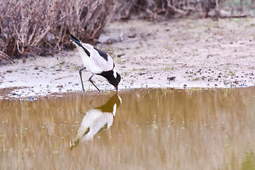 Image showing Bird, water and drink in natural habitat for conservation, ecosystem and environment for wildlife. Blacksmith, lapwing and wetland in Rural Kenya in Tanzania, nature and feathered animal in lake.