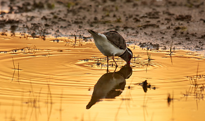 Image showing Bird, water and drink in natural habitat for conservation, ecosystem and environment for wildlife. Killdeer, urban and sunset with wetland in California, nature and indigenous animal in lake.
