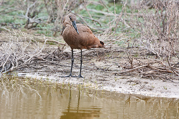 Image showing Bird, water and river in natural habitat for conservation, ecosystem and environment for wildlife. Hammerhead or hamerkop, Africa and wetland in Madagascar, nature and feathered animal in lake.