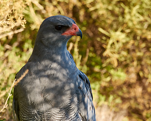 Image showing Bird, eagle and tree in environment for ecology with ecosystem, feathers and wings outdoor in natural habitat. Wild animal, hawk and carnivore by plants in nature for hunting, predator and wildlife