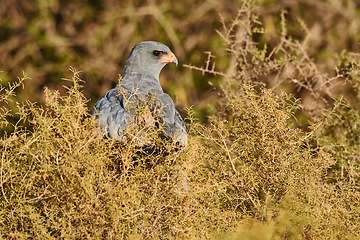 Image showing Bird, hawk and tree in nature for ecology with ecosystem, feathers and wings outdoor in natural habitat. Wild animal, eagle and carnivore in woods or environment for hunting, predator and wildlife