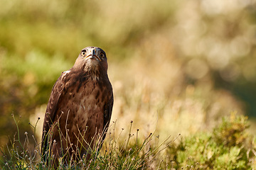 Image showing Bird, eagle and environment in nature for ecology with ecosystem, feathers and bokeh outdoor in natural habitat. Wild animal, hawk and carnivore by plants in woods for hunting, predator and wildlife