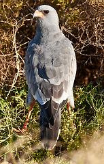 Image showing Bird, hawk and tree in environment for ecology with ecosystem, feathers and wings outdoor in natural habitat. Wild animal, eagle and carnivore by plants in nature for hunting, predator and wildlife