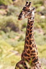 Image showing Giraffe, closeup and natural habitat on safari, game reserve and wildlife observation in conservation environment. Africa, tall animal on dry field, travel and tourist attraction in savannah