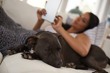 Image showing Home, dog and tablet with woman on a couch, internet and typing with connection and website information. Person, relax and girl with a pet and technology with digital app and animal with best friend