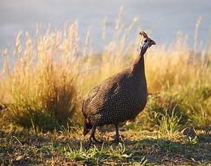 Image showing Nature, field and guineafowl with feather on grass for sunset walk, agriculture or ecology in Africa. Coast, hill and wild bird on lawn in summer with conservation, plants and foraging in environment