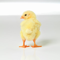 Image showing Newborn, chick and cute in studio with isolated on white background, alone and small animal in yellow. Baby, chicken and nurture for farming in agriculture, nature and livestock for sustainability