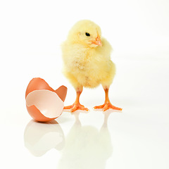 Image showing Newborn, chicken and egg in studio with isolated on white background, cute and small animal in yellow. Baby, chick and nurture for farming in agriculture, nature and livestock for sustainability