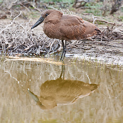 Image showing Bird, wetland and stand in natural habitat for conservation, ecosystem and environment for wildlife. Hammerhead or hamerkop, Africa and river in Madagascar, nature and feathered animal in lake.