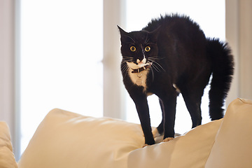Image showing Cat, home and sofa with portrait, surprise and shock of a pet on a living room couch with hair raise. Animal, lounge and stress with black fur of a kitten with fear, anxiety and curiosity in a house