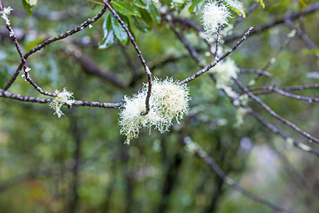 Image showing Madeira nature closeup