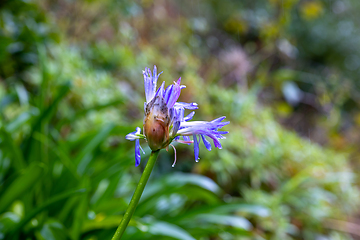 Image showing beautiful spring flower