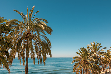Image showing palm trees on blue sea background