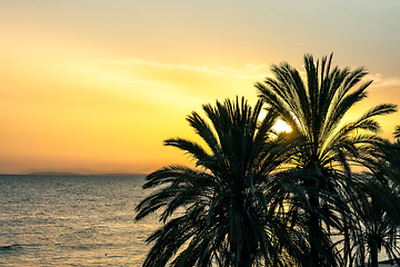 Image showing palm tree silhouettes at sunset