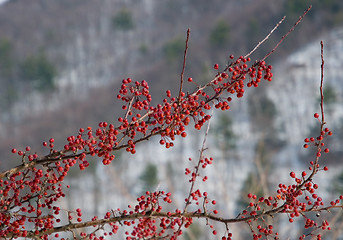 Image showing Red Winter Berries
