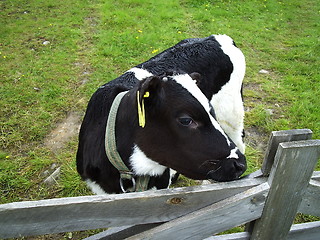 Image showing Cow