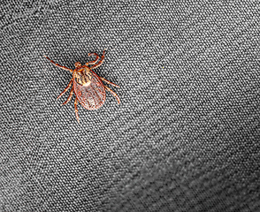 Image showing Macro shot of a tick on a detailed woven textile