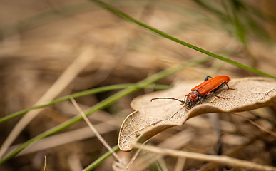 Image showing Vibrant red beetle crawls