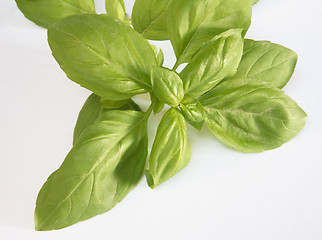 Image showing Sprig of basil