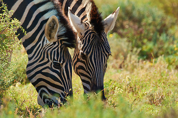 Image showing Zebras, grass and outdoor with nature, sunshine and environment with countryside and habitat. Animals, natural and food with summer and plants with safari and bush with wildlife and Africa