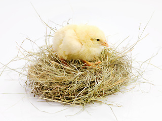 Image showing Newborn, chick and nest in studio with isolated on white background, cute and small animal in yellow. Baby, chicken and nurture for farming in agriculture, nature and livestock for sustainability