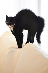 Image showing Cat, home and sofa with scared, surprise and shock of a pet on a living room couch with hair raise. Animal, lounge and stress with black fur of a kitten with fear, anxiety and curiosity in a house