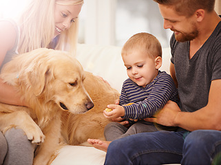 Image showing Family, dog and baby with mom, dad and love together on a sofa with treat and bonding with pet. Golden retriever, house and couch with support, care and animal in a lounge with lens flare and kid