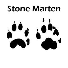 Image showing Stone Marten Footprint