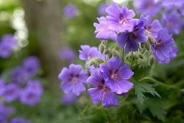 Image showing Flowers, hydrangea and vegetation in spring at garden, nature and greenhouse at countryside in Canada. Plants, terrace and grassland by petals blooming on landscape, backyard or nursery for gardening