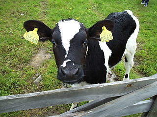 Image showing Cow