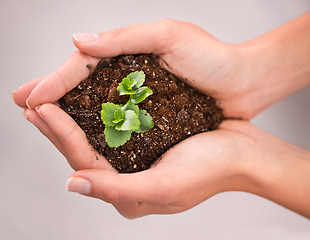 Image showing Hands, plant and soil with nature, growth and hope for sustainability and future. Person, environment and leaf for support, accountability and future development or green energy with startup