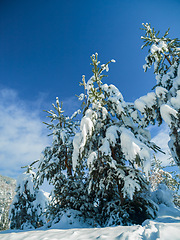 Image showing Trees, forest and snow with winter frost in environment or Canada vacation for ski trip, cold weather or Christmas. Woods, branch and explore adventure or freezing holiday for travel, blue sky or ice