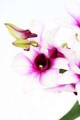 Image showing orchid