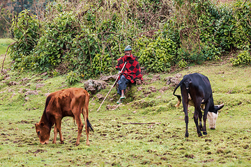 Image showing Ethiopian man herds emaciated cows. Tilili, Ethiopia